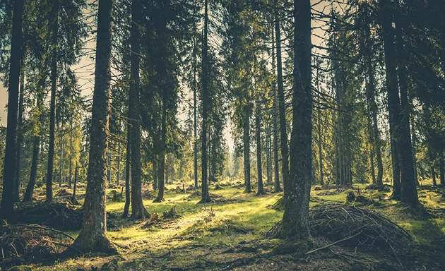 Barrskog med grön mossa.