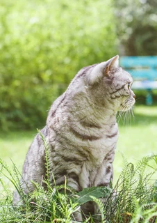 Katt som sitter i gräset - där det finns risk för ormbett.