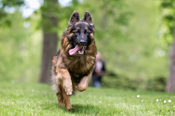 En stor hund som springer.
