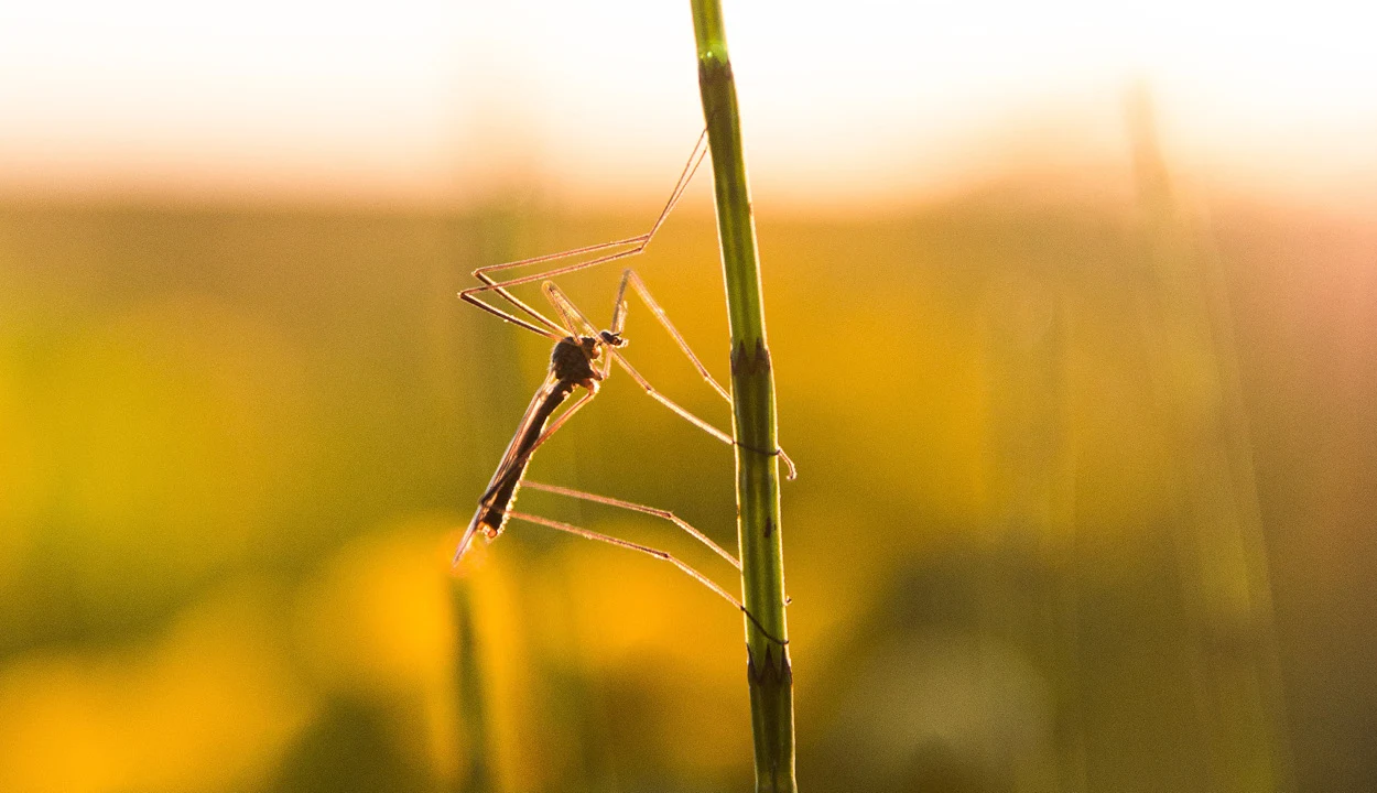 En insekt sitter på ett grässtrå i solnedgången.