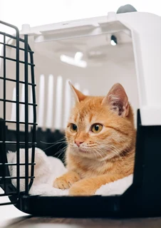 Katt i en transportbur - ett måste om du ska resa med katt.