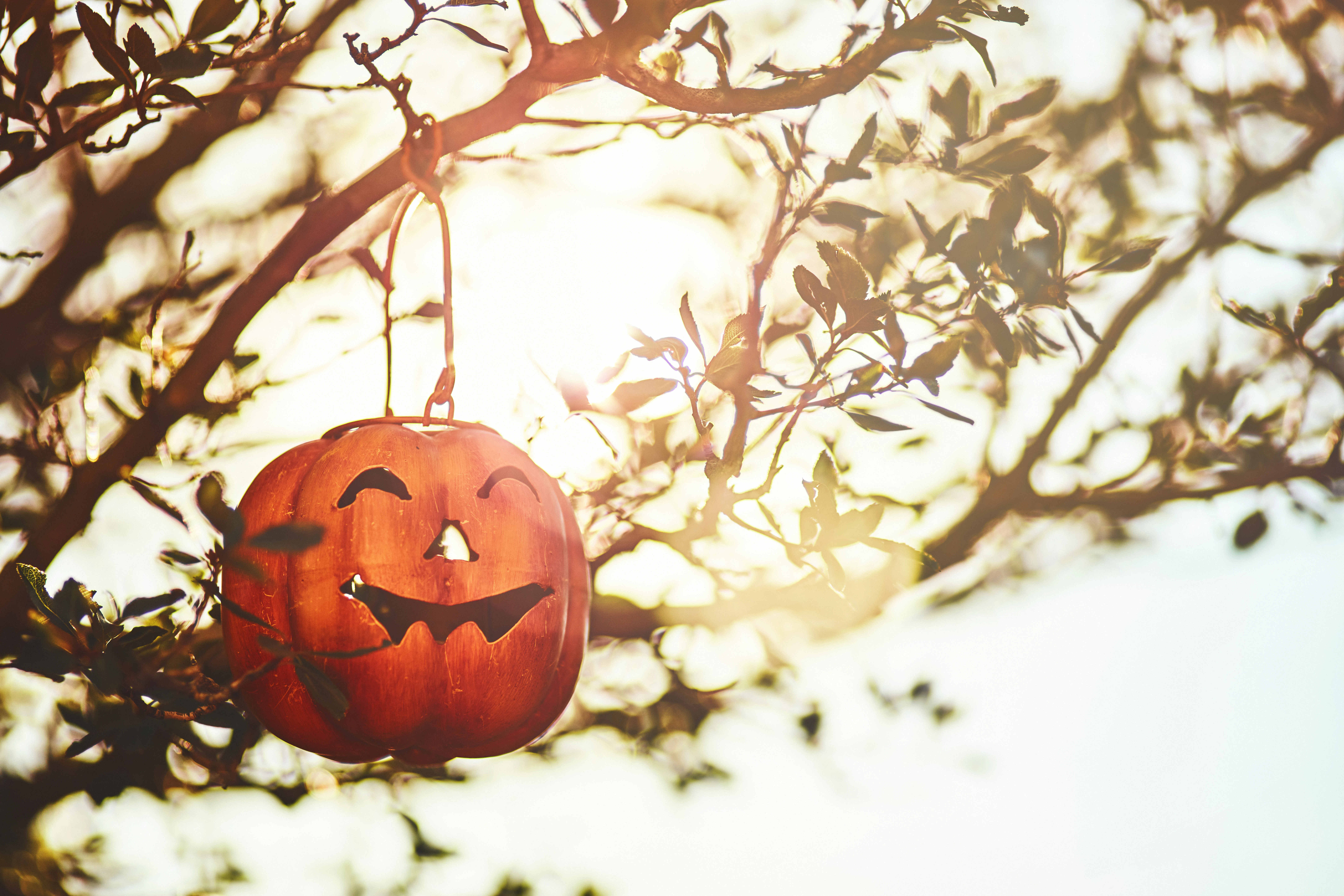 En halloweenpumpa som hänger i ett träd.