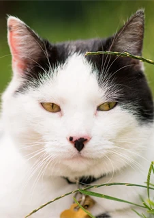 Katt som ligger och vilar i gräset - där fästingar kan finnas.