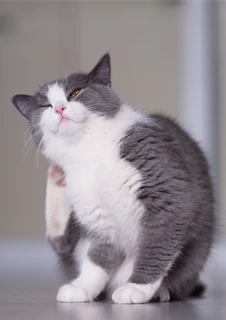 Katt som fått loppor och kliar sig.
