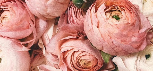 rosor.