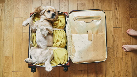En hund i en kabinväska.