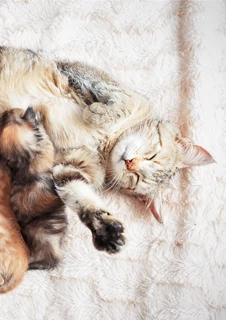 Kattmamma med sina kattungar. Kattungar avmaskas ofta enligt rutin.