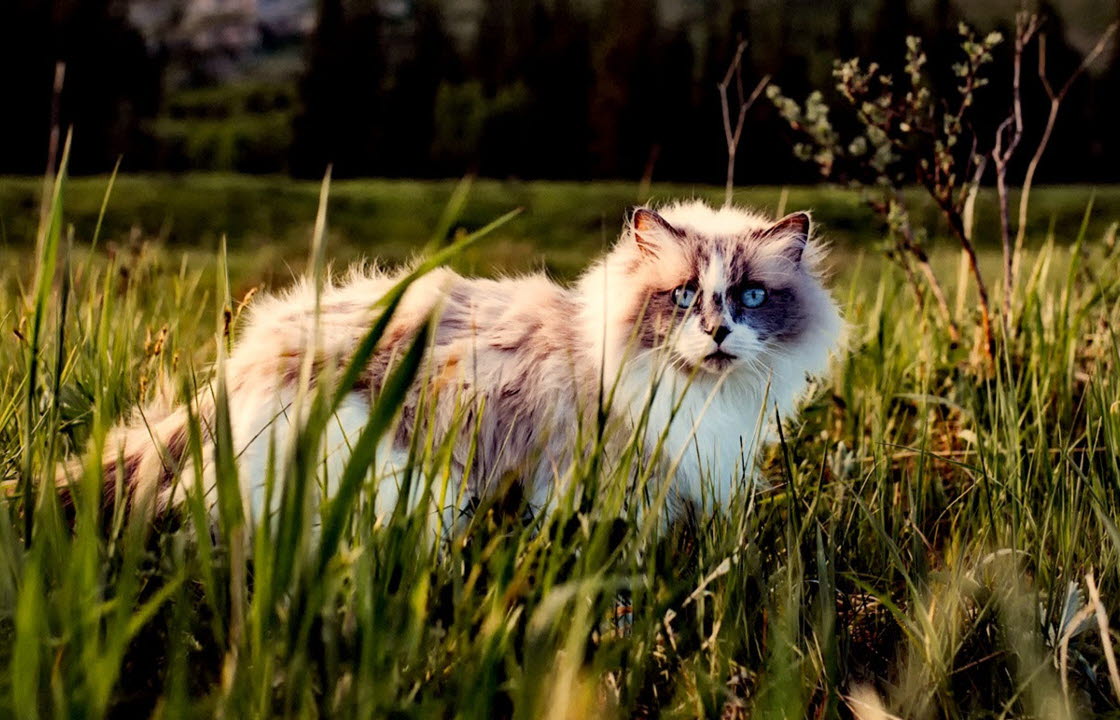Katt i högt gräs, där ormar kan gömma sig.