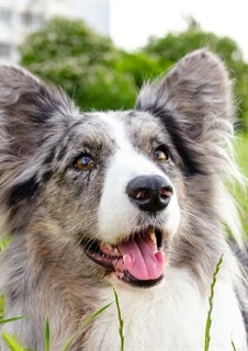 Corgi som står i högt gräs - där fästingat trivs.