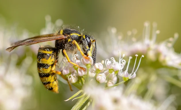 Geting som hämtar pollen från en blomma. 
