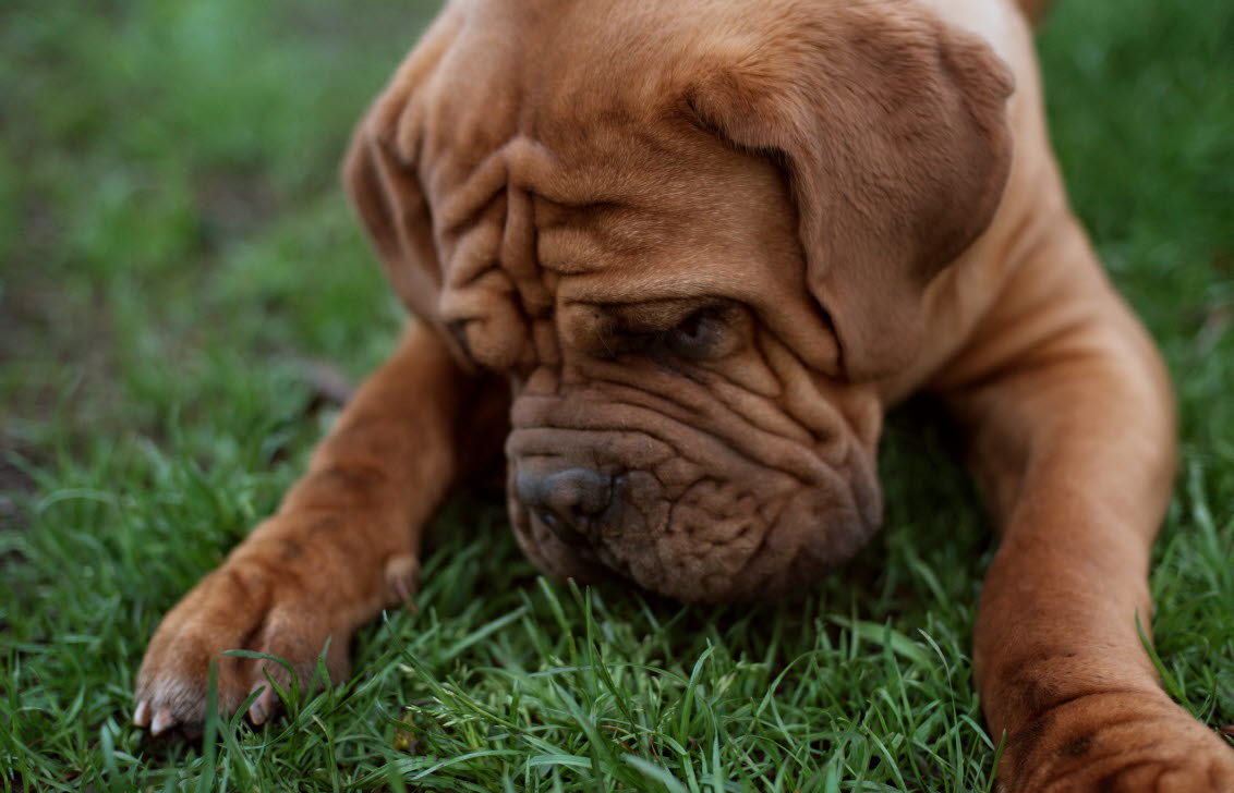 Valp som sniffar i marken, där maskägg kan finnas.