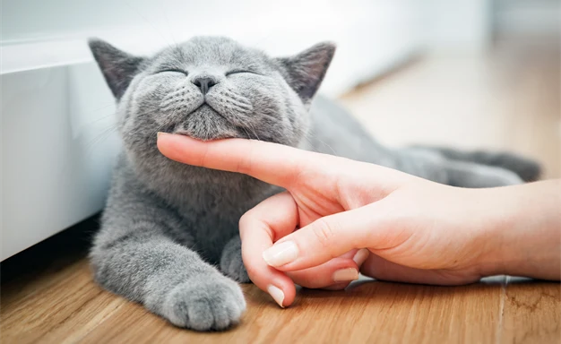 En grå katt blir kliad under hakan och ser nöjd ut.
