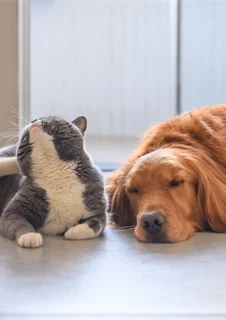 Pälsdjursallergi. En hund och en katt som tar det lugnt tillsammans.