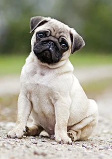 En fransk bulldog valp.