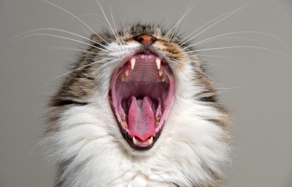 Katt som gäspar och visar tänderna.