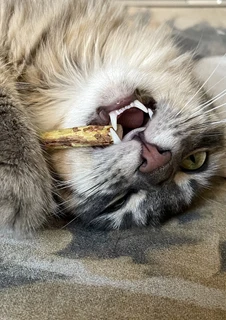 Katt som tuggar på en tuggpinne, som kan förebygga tandsten.