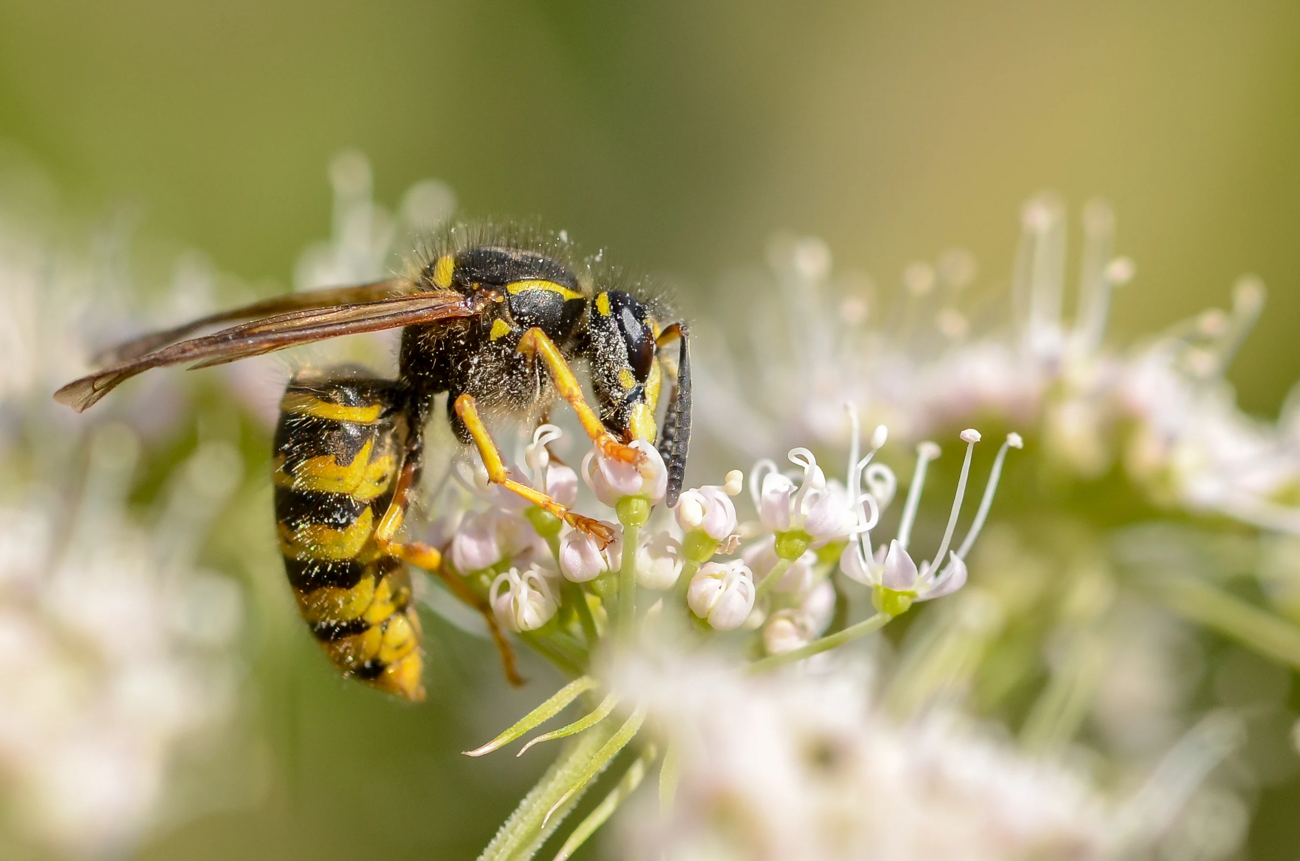 Geting som hämtar pollen från en blomma.