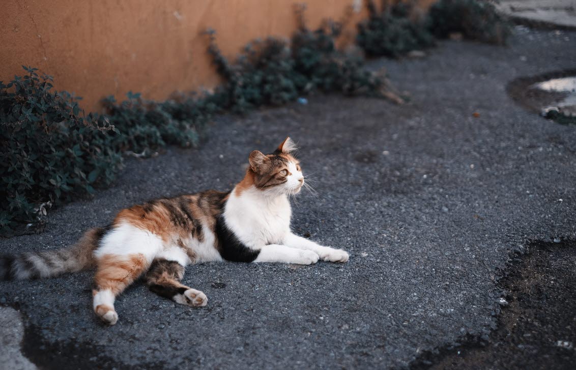 Katt som ligger och vilar utomhus.