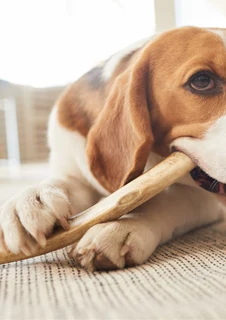 Hund som fått ett tuggben för att motverka tandsten.