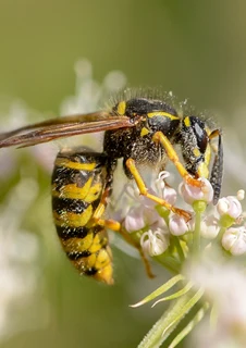 Geting som hämtar pollen från en blomma. 