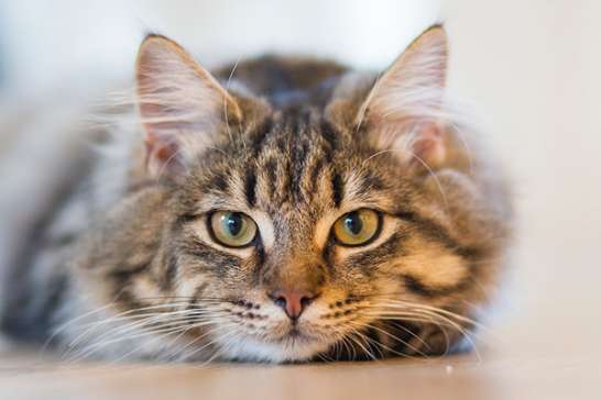 Randig katt som tittar in i kameran. Kattallergi märks ofta mest inomhus, där kattens allergener lätt koncentreras.