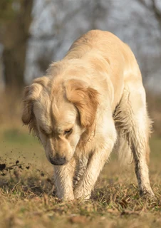 Hund som gräver i marken, där maskägg kan finnas.