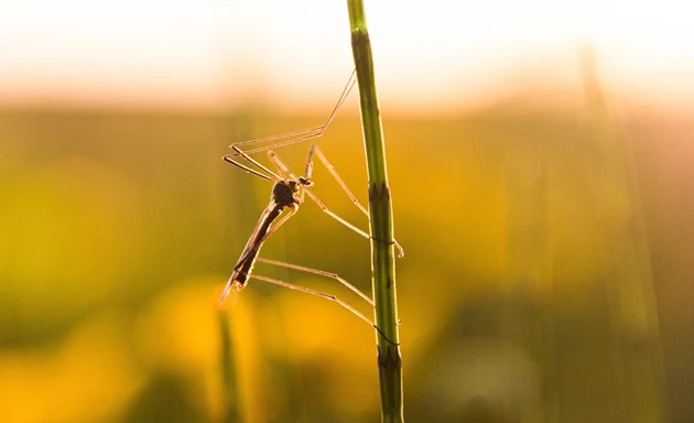 En insekt sitter på ett grässtrå i solnedgången.