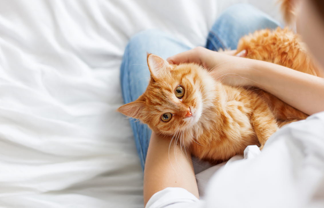 Röd katt som kelar i sin mattes knä.