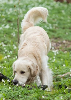 Hund som sniffar i skogen, där det finns risk för ormbett.