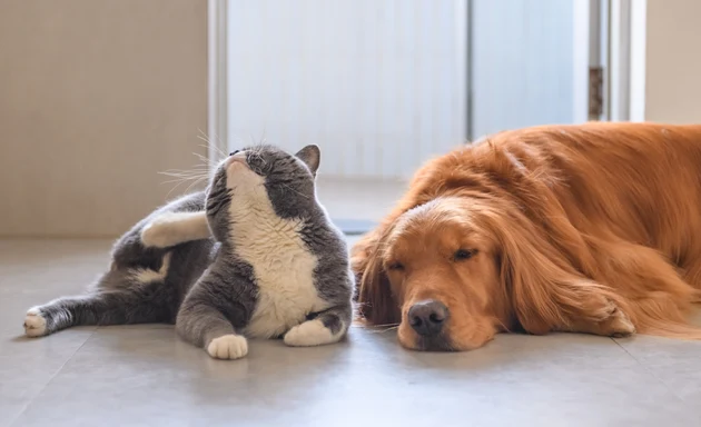 Pälsdjursallergi. En hund och en katt som tar det lugnt tillsammans.